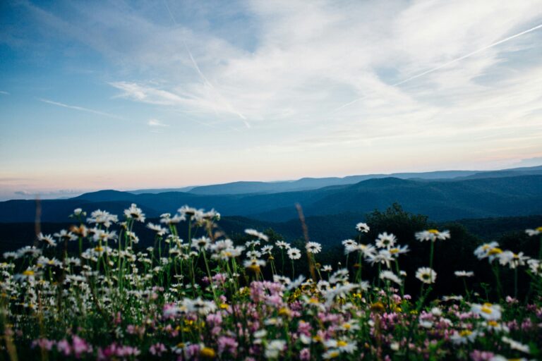 vA breathtaking view of the West Virginia mountains, with vivid wildflowers blossoming in the foreground and majestic peaks in the background.